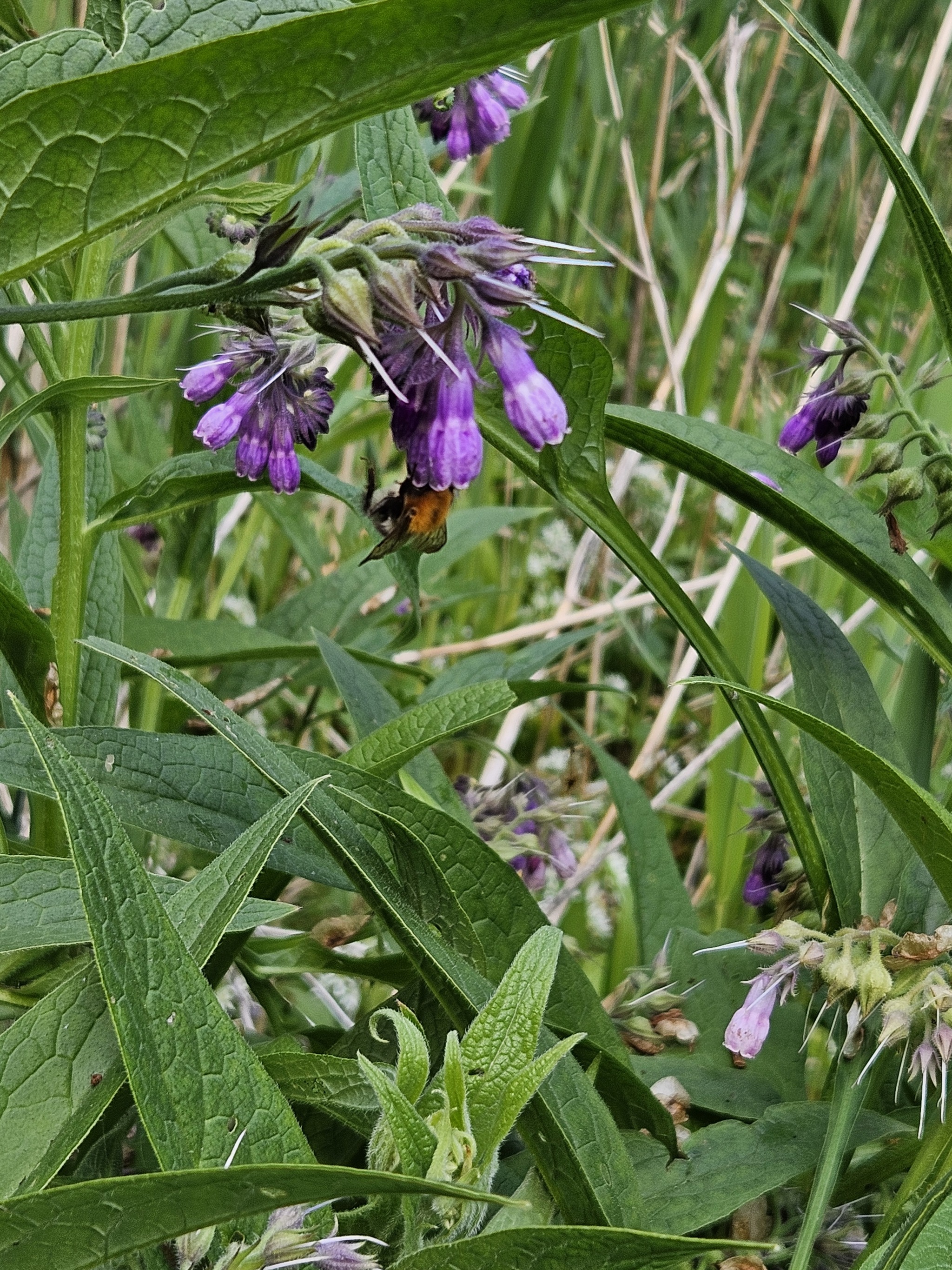 comfrey_2